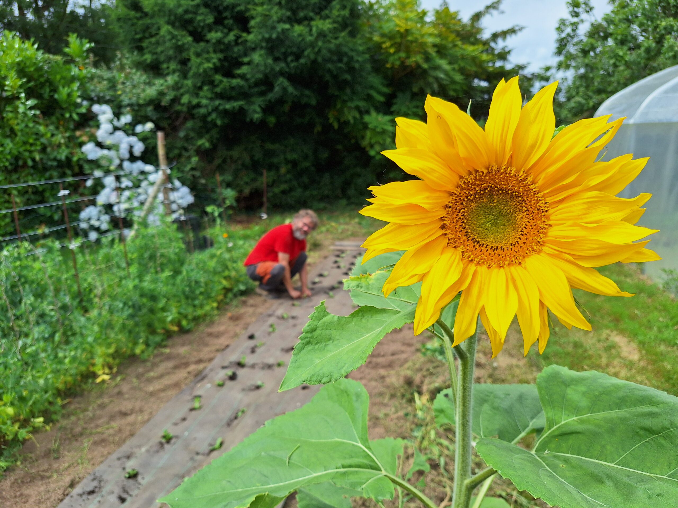 François dans le potager avec un tournesol au premier plan